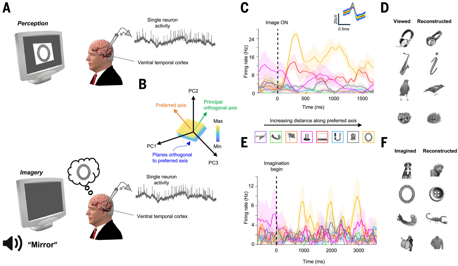 Нейроны реактивируются во время визуализации